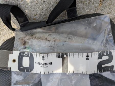 爆風の中エギング